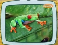 Диего, вперед! / Go, Diego, go! (1 сезон) про лягушку